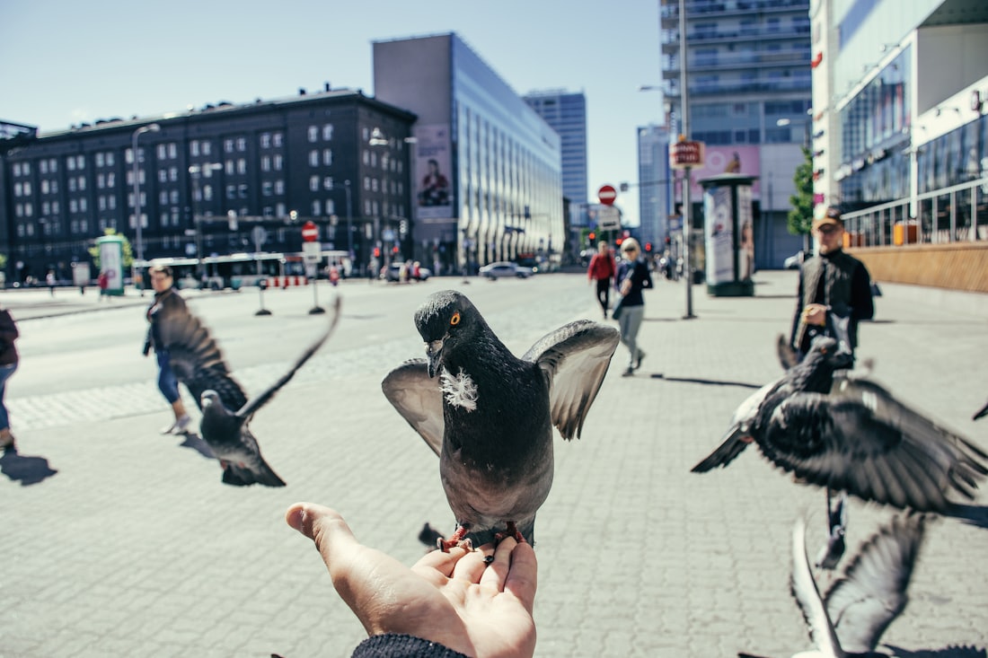 A New York City pigeon spreading its wings as it lands on an outstretched hand, with city buildings behind it.